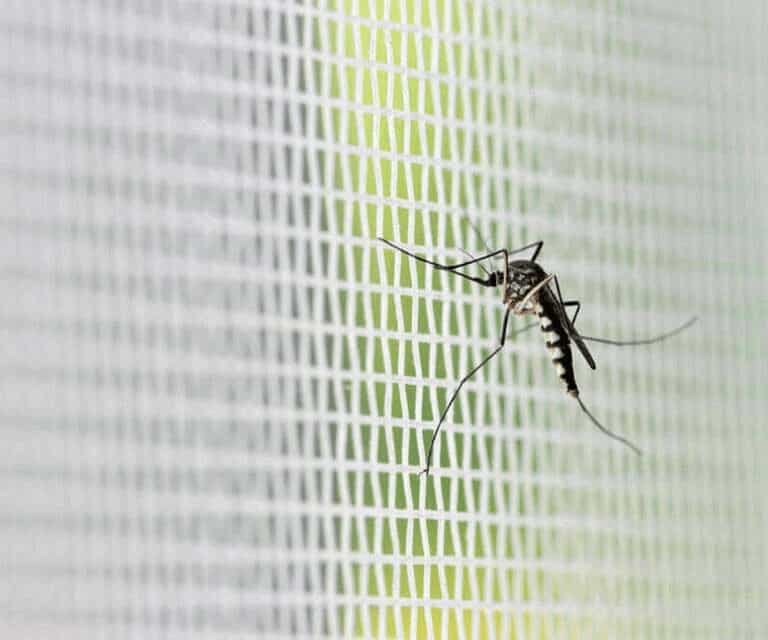 Pleated Mosquito Net